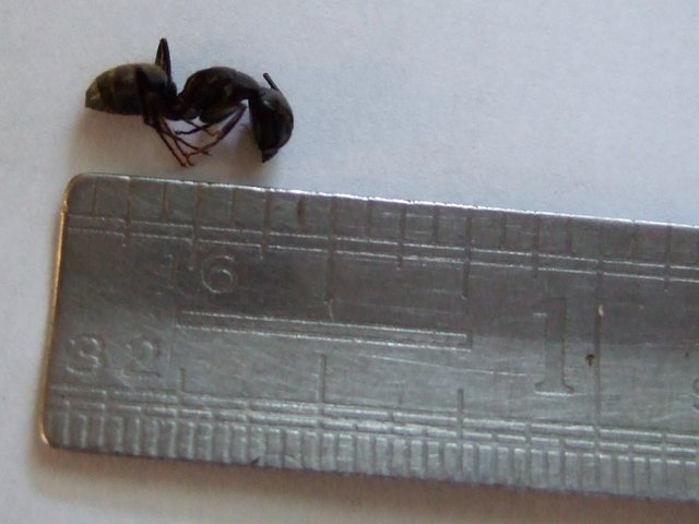 Black carpenter ant, the ant that tunnels into damp wood in Battle Creek homes