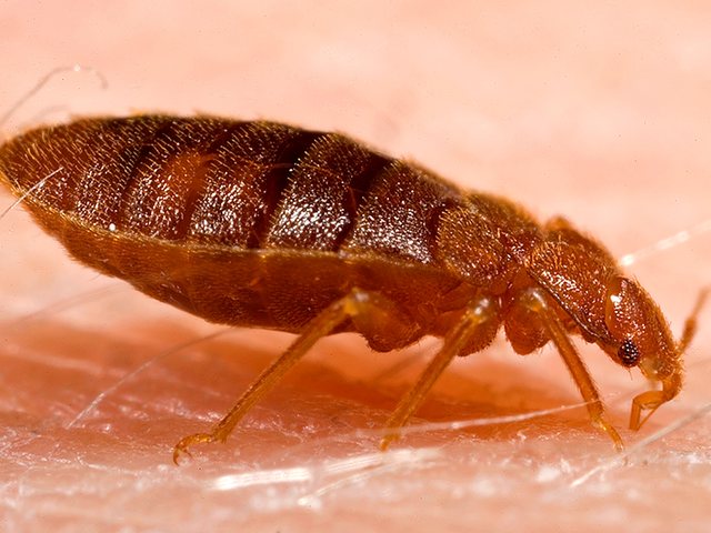 Adult bed bug, the hitchhiking pest found in Battle Creek mattress seams