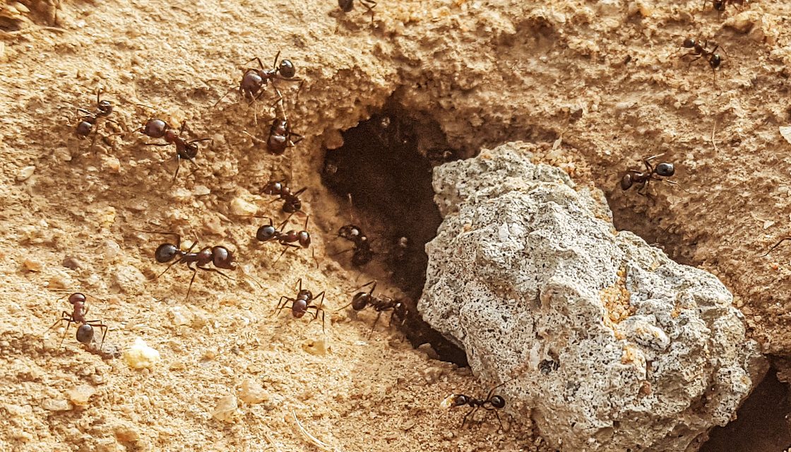 Black carpenter ant, which excavates galleries in water-softened wood