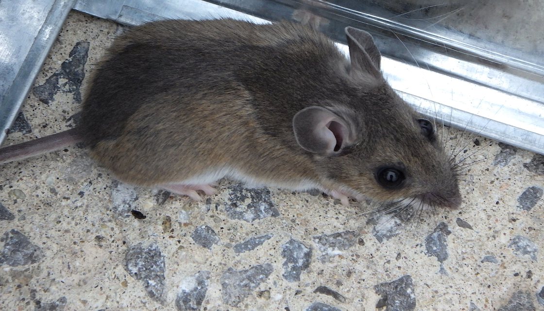 House mouse, the rodent that moves into Michigan homes at the first cold snap