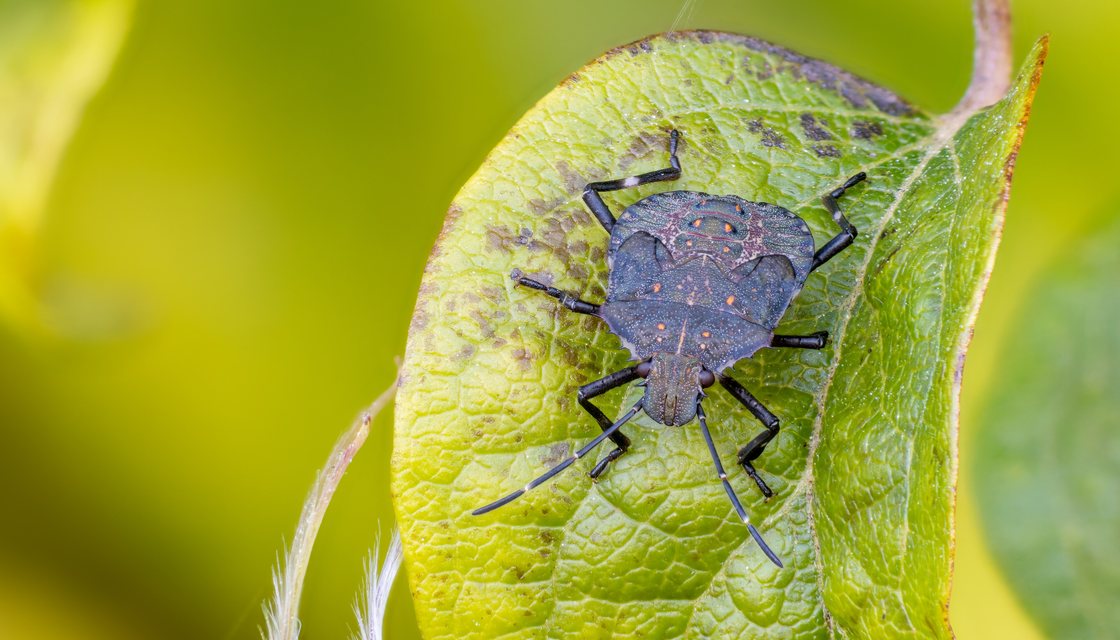 Brown marmorated stink bug on a wall, an overwintering invader in Michigan