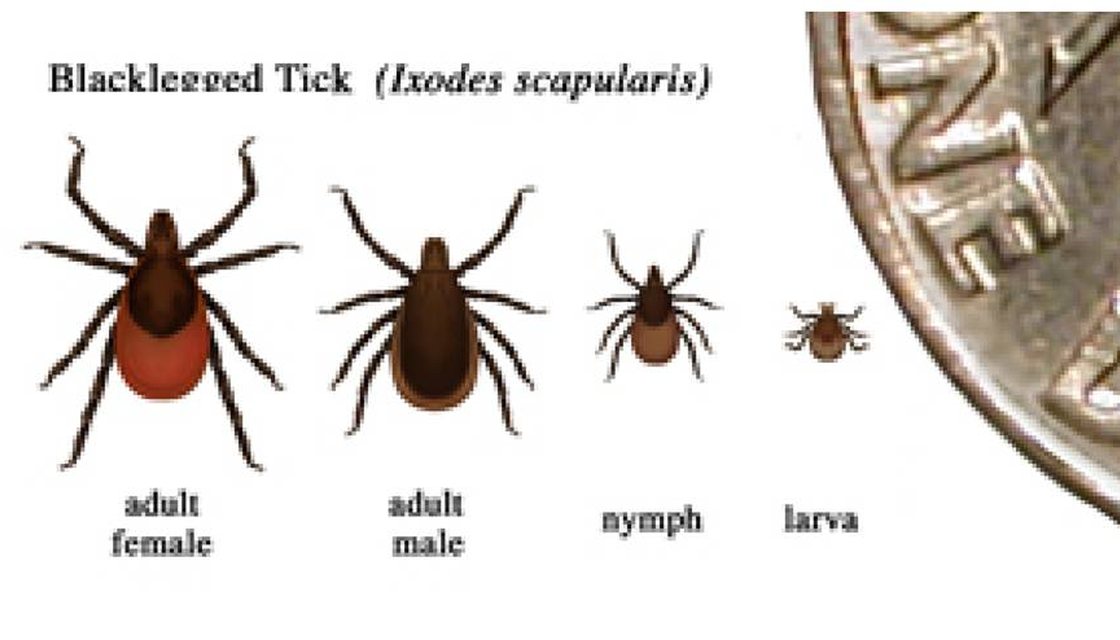 Blacklegged tick on vegetation, the tick that carries Lyme disease in Michigan