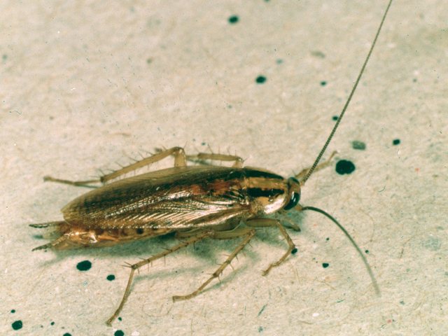 German cockroach, the indoor-breeding roach found in Battle Creek kitchens