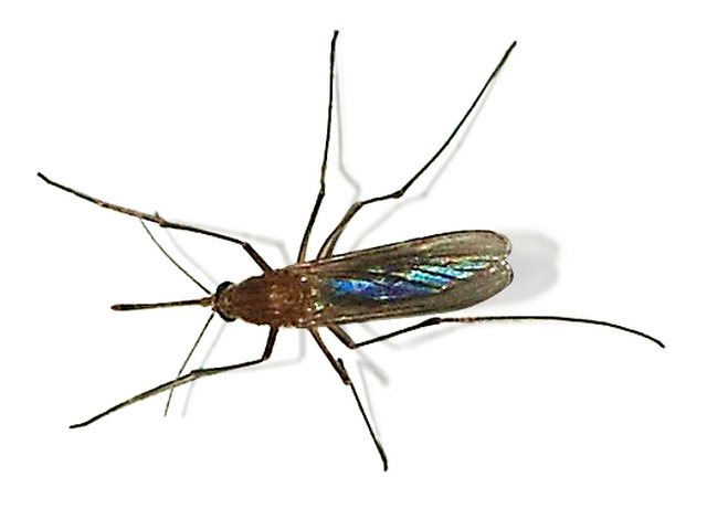Mosquito resting on a leaf, of the kind that breeds along the Kalamazoo River