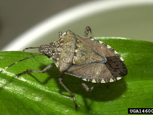 Brown marmorated stink bug on a sunlit wall, a fall invader in Battle Creek