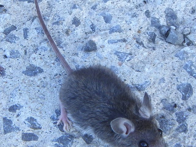 House mouse, the rodent that pushes into Battle Creek homes each fall