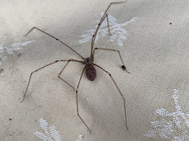 Cellar spider in a basement corner, common in older Battle Creek homes