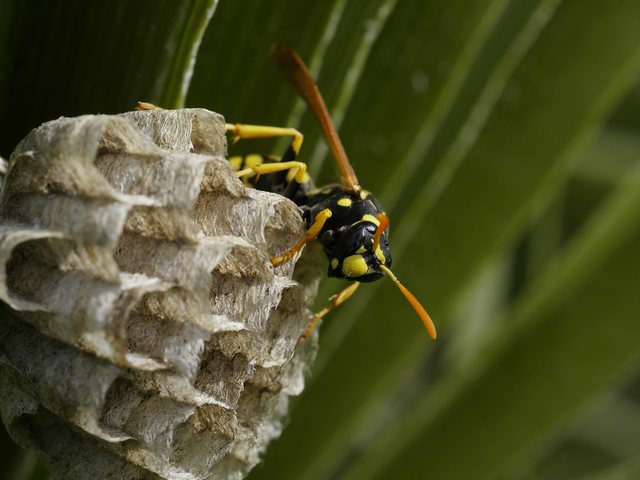 Paper wasp nest under an eave, common on Battle Creek homes